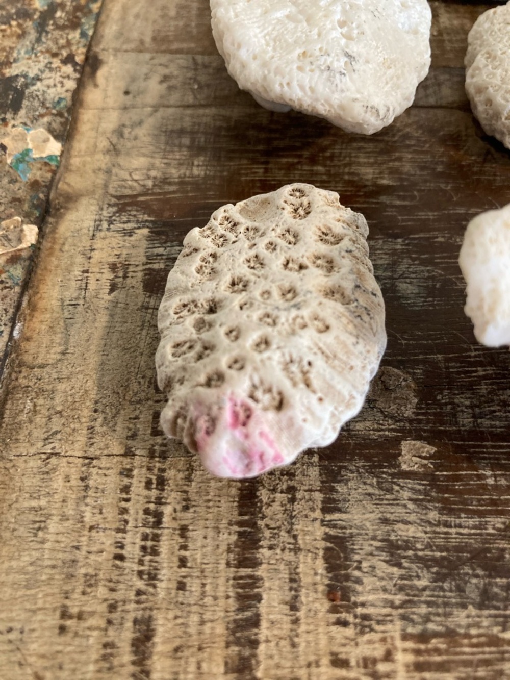 Fossilized Coral Collection 12 Pieces Instant Rock Collection - Picture 15 of 16